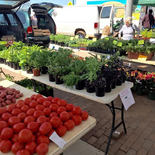 Fresh Tomatoes at the Market